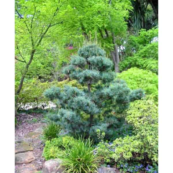 Image of Japanese white pine (Pinus parviflora 'Glauca') tree