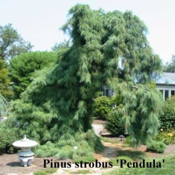 Pinus Strobus Pendula () Pinus Strobus Pendula